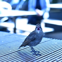 London/Hyde Park/DSC_1342.JPG